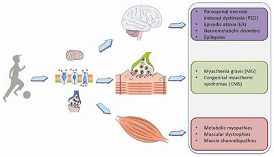 Pediatric Paroxysmal Exercise-Induced Neurological Symptoms: Clinical Spectrum and Diagnostic Algorithm